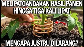 Hanya satu kawat tembaga bisa melipatgandakan hasil panen — Mengapa hal ini dilarang?
