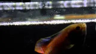 Dwarf Gourami Spitting Water!