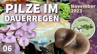Pilzesammeln im Dauerregen | Marzipanschneckling | Rötelritterlinge | Pilze im November 2023 | EP06