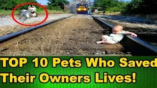 Top 10 Pets Who Saved Their Owners Lives | (Awesome Animals Compilation)