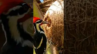 Nature&rsquo;s Drill Machine | Meet the Woodpecker!