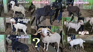 Huntel, Karnatak, vilayati, rampuri, sheep's | agra ke goats | multiple breeds 