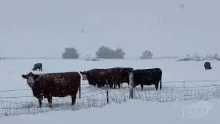 10-18-2020 Billings, MT area - Winter Storm impacting travelers on I-94