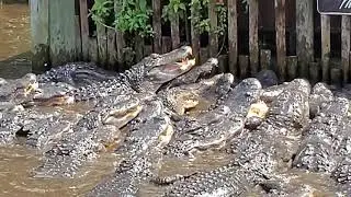 FEEDING THE ALLIGATORS at St. Augustine Alligator Farm Zoological Park