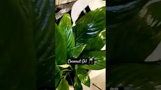 🍃 Use Cocnut Oil for Shiny Plant Leaves | How to clean Plant Leaves 🍃 #plants #garden #gardening