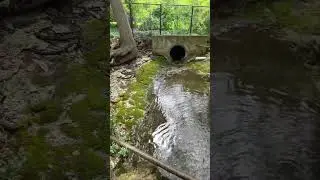 Rainy Urban Pockets of Nature #wildlife  #nature #texas #water #dallas #conservation #education