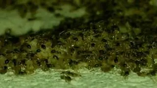 Tapinoma melanocephalum (formiga fantasma )