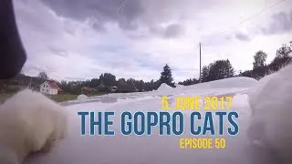 Cat with GoPro : hunting for mice on hay bales : Ep 50