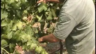 Crop Thinning AKA Green Harvest with Eric Titus