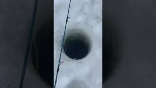 Bobber Down! Best part of Ice Fishing?? #icefishing #winterfishing #icefish #walleye #walleyes