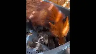🔴FOX | This Sweet Fox Family was Saved from a Fur Farm🐾