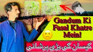 Our Wheat Crop Issues | Why Our Wheat Isn’t Growing Properly? | Complete Farming Guide