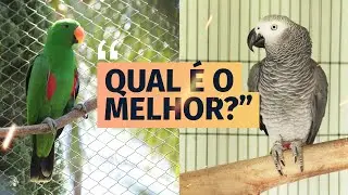 DUELO: ECLETUS VS CONGO