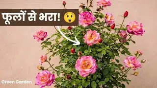 Rose Plant Ki Full Care 🌹 | Complete Rose Plant Care Guide (Hindi)