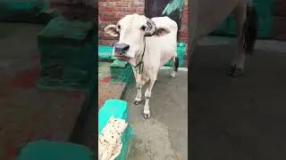 Gulabi Gulabi cow