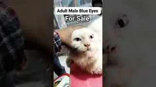 Pregnent Cat Or Blue Eyes Male Cat for Sale VIP Pet Shop Alinagar Mubarakpur Azamgarh #dippetsfamliy