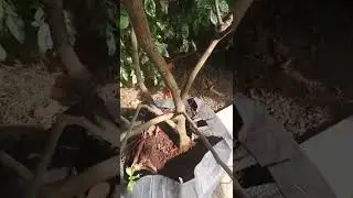membuahkan Jeruk Pamelo sangat mudah dan banyak