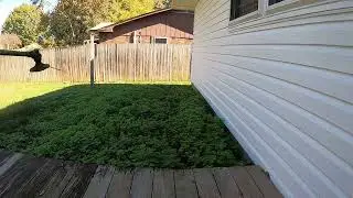 Weedeat Only service for an Overgrown yard!