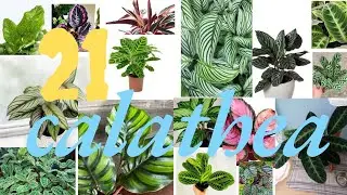 21 types of calathea plants I 21 loại c&acirc;y calathea I calathea plants