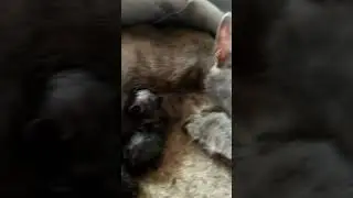 La llegada de mis pelusitos(1)
