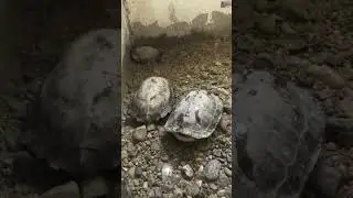 My Squirtle Collections #kenluvlogs #tortoise #petsvlog #arunachalpradesh