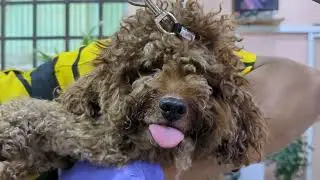 When Dog Nails Get Too Long