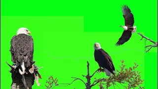 Real Eagle green screen 4K  -  No Copyright |