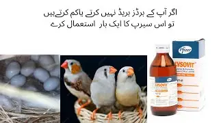 Best vitamins syrup| Lysovit syrup for all birds| vitamins