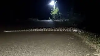 giant snake crossing road/python