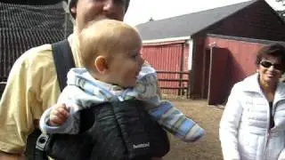 Nico at Smolak Farm