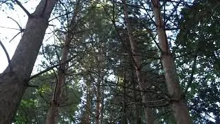 głos krogulca