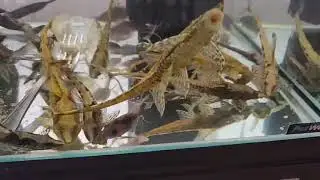 Fish Care with Fuzzy Fox