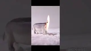 Hippopotamus On Fire | Toy Hippo Melting 🤖🤖