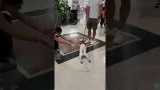 Bull Terrier Gets Pulled Along During Shopping Trip || ViralHog