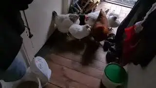 Hühner vorm Heizlüfter