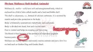 13. Phylum Mollusca (Soft-bodied Animals)