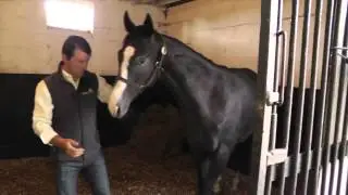 Richard Powell - Premier yearling présenté aux ventes d'août