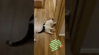 Стэтхэм о конфетах🐈&zwj;⬛😻❤️&zwj;🔥 #видосыоткота #cat #memes #юмор #кот #популярное #recommendations #mem
