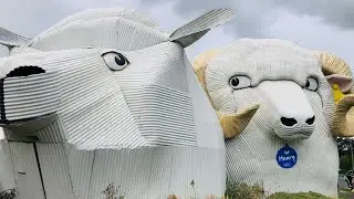 Овечки в Тирау / Sheep in Tirau