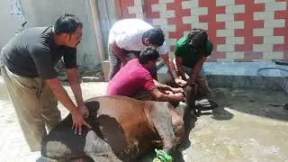 Angry bull qurbani 2020 model town gujranwala