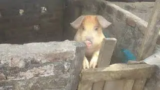 Sus scrofa domesticus
