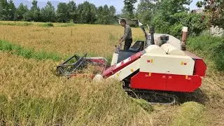 Rice Harvest In North Iran | Rice Harvest Process