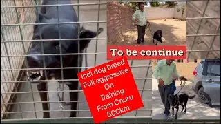 Indian dog breed attack on many people @dogloverprakash  From churu city @dogloverprakash