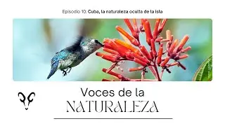 VOCES DE LA NATURALEZA | 10: Cuba, la naturaleza oculta de la isla | Con Albert Masó