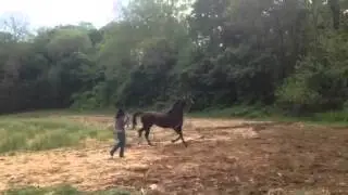 Liver chestnut