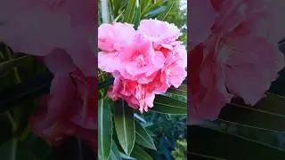 Nerium oleander pink flower #nerium#flowers#shorts