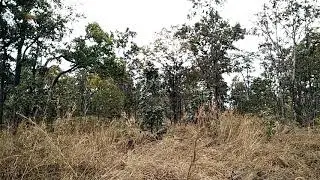 Forest along the Road 76 (Ratanakiri Province)