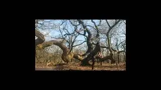 Eco Somatic Movement,  finding balance and flexibility in nature