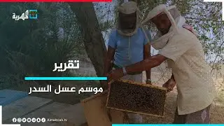 النحالون بوادي حضرموت يستعدون لموسم عسل السدر المربح