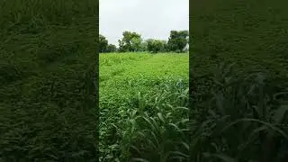 #ytshorts #sh